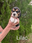 Akc Beagle Puppies