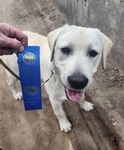 Yellow AKC labrador pups coming soon