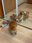 Pembroke welsh corgi