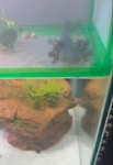 Axolotl’s