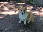 Pembroke welsh corgi