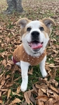 LOOKING TO REHOME!