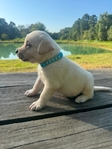 English Bred Yellow Labrador Puppies Available