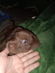 12 week old male puppy