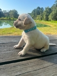 English Bred Yellow Labrador Puppies Available