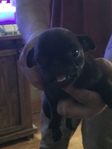 Pug puppies