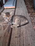 Free Kittens in Port Arthur