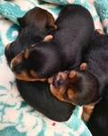 Yorkshire Terrier puppies.