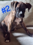 Boxer Puppies