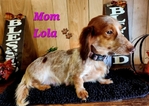 AKC Dachshunds - Fully Vetted & Ready Now! (Southeast Texas)