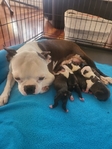 Boston Terrier Puppies