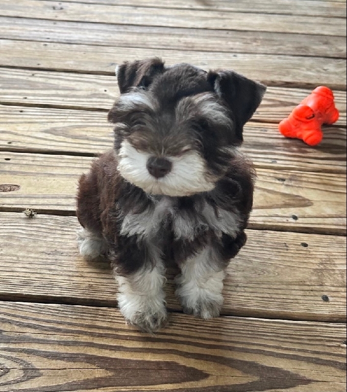 For Sale Ckc Miniature Schnauzer Breeders Miniature Schnauzer