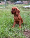King Charles Cavalier