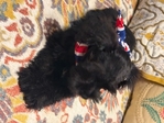 Akc miniature make schnauzer