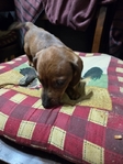 Dachshund  puppies for sale