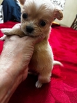 Adorable T-Cup/Toy Chihuahua Puppies