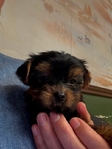 Akc female Yorkie