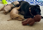 Pug Puppies