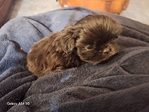 Precious ckc imperial shih-tzu shihtzu