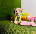 Teddy Bear Blue Eyes Maltese Poodle toy