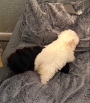 Shih Tzu Pup-Female