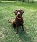 Chocolate Lab Puppies!