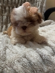 Beautiful Toy Shihtzu/Longhaired Frenchbulldog Puppies