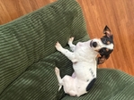 Miniature Daschund