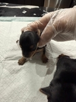 CKC Registered Purebred Yorkie Puppies