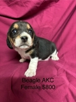 Beagle AKC Puppies
