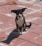 free chiweenie