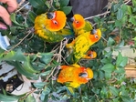Sunconure Birds For SALE
