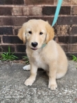 Golden/Collie Puppies