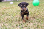 Doberman puppies
