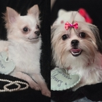 Tiny longcoat chihuahua male / Shorkie  Female