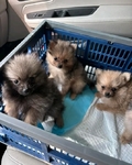 Adorable Pomeranian Puppies