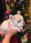 AKC French Bulldog Puppies