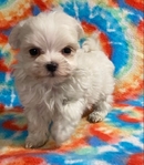 AKC MALE MALTESE