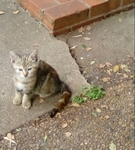 Free Kittens in Port Arthur