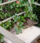 Free Kittens in Port Arthur