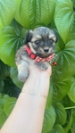 Tiny shorkies