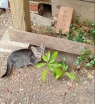 Free Kittens in Port Arthur