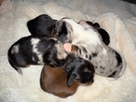 Mini Longhair Dachshunds