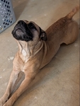 Urgent rehoming needed just found out kid is allergic!!