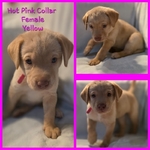 AKC Labrador Retriever