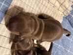 Daschund Puppies
