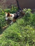 Male Corgi