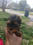 Reg. Yorkie babies