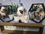 Mini aussies / miniature australian shepherds