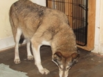 wolf hybrids for sale